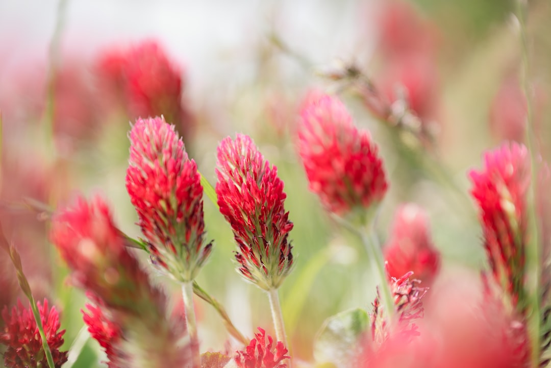 Photo Red Clover