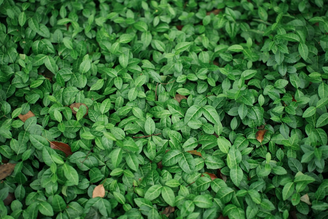 Photo Herbal supplement