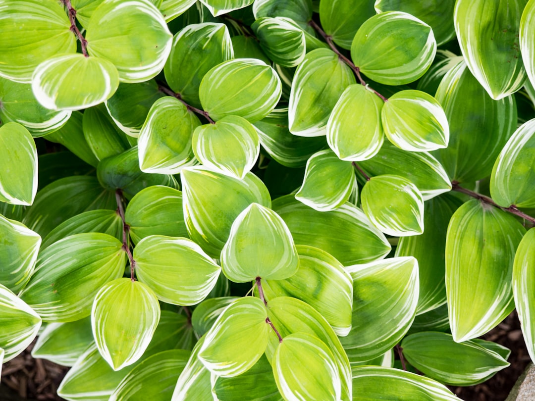 Photo Green leaves