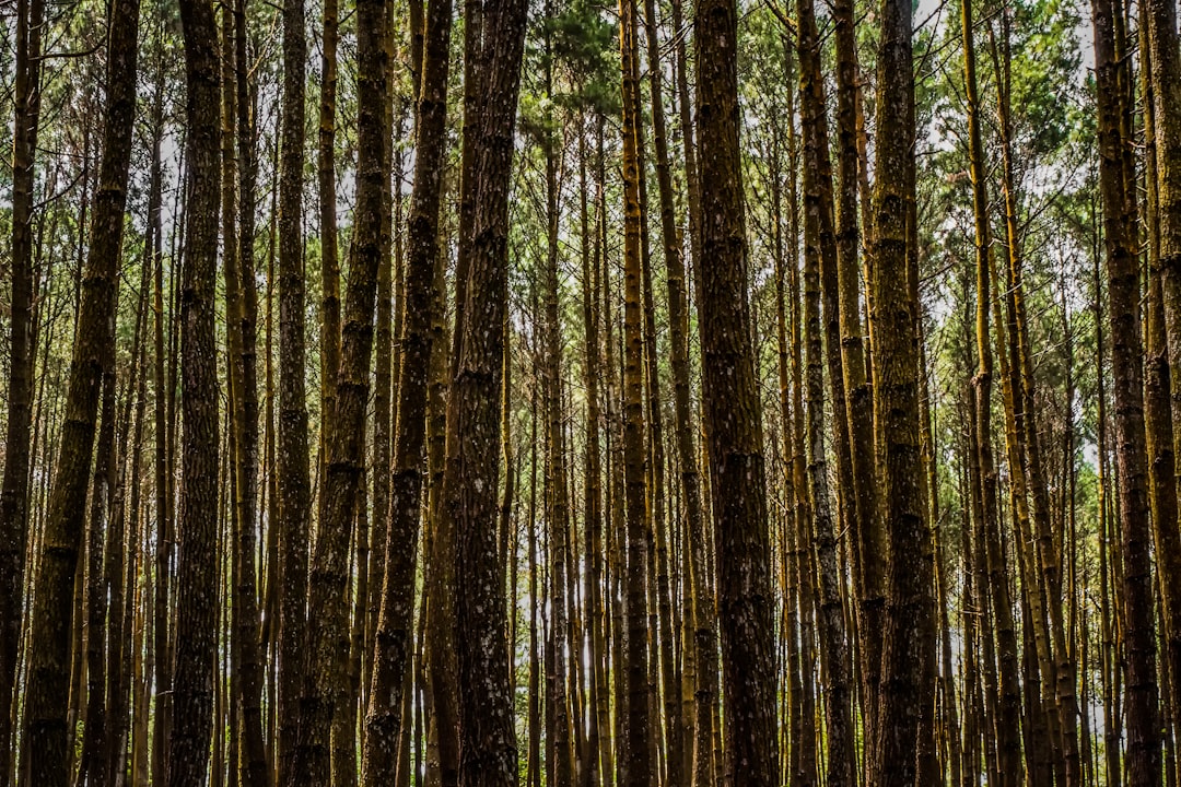 Photo Shield, Natures Sunshine