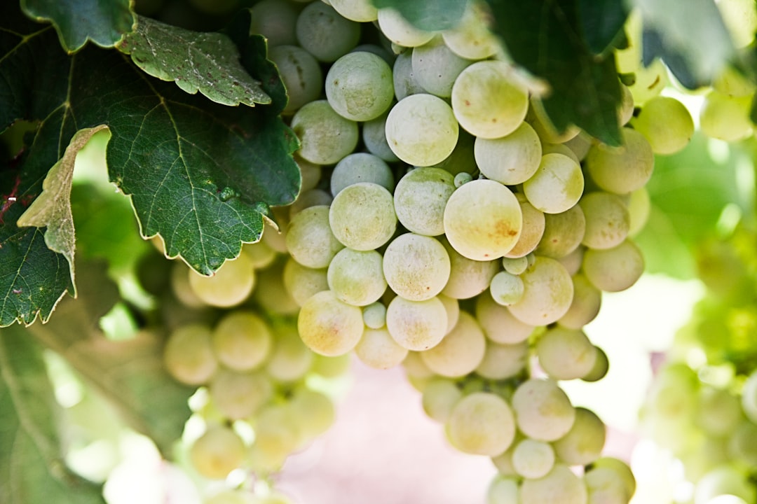 Photo Grapes, Antioxidants