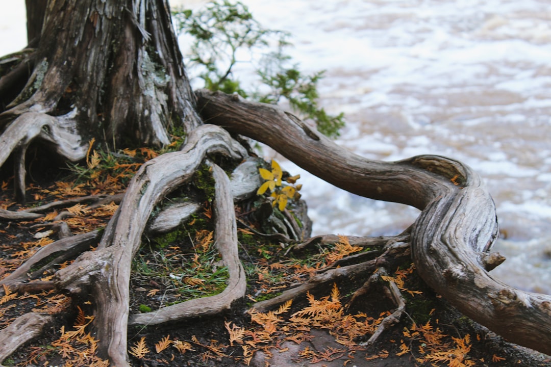 Photo Licorice root