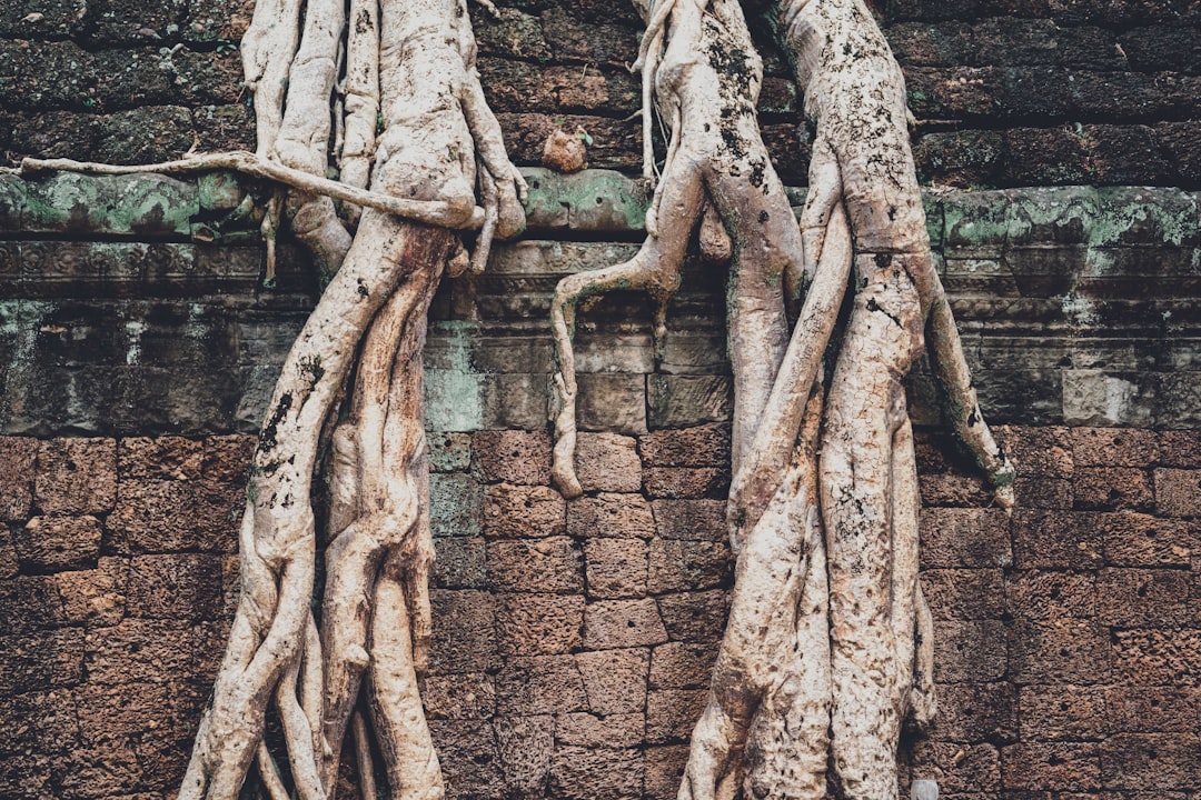 Photo Licorice root