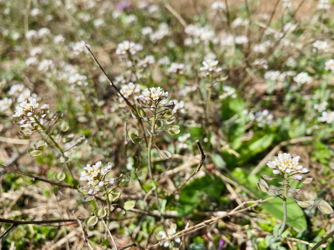 Photo Herbal magnesium