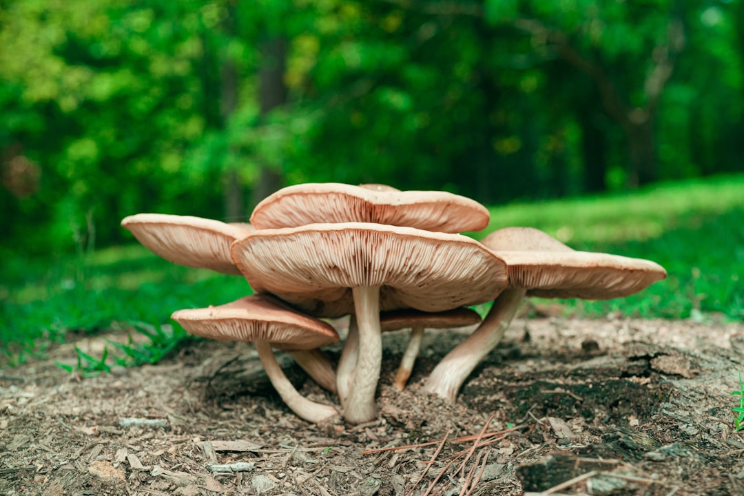 Photo Mushroom selenium