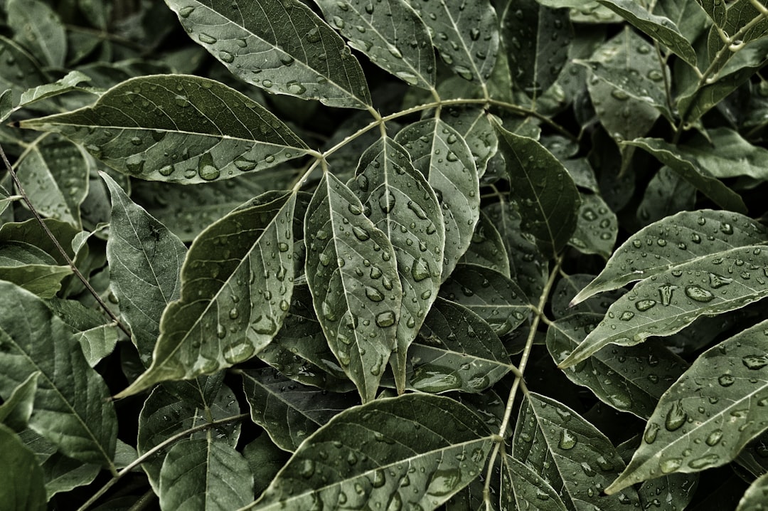Photo Plant-based protein