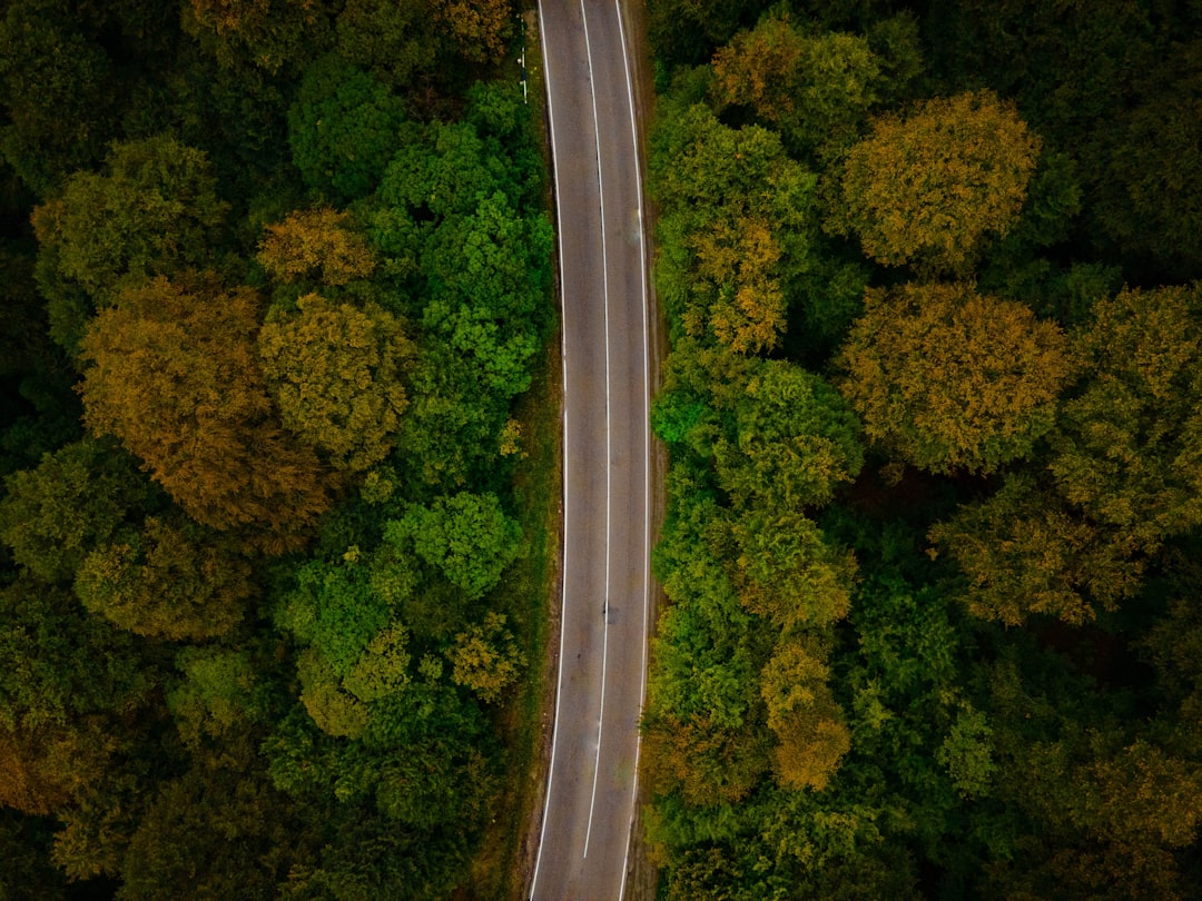 Photo Green forest
