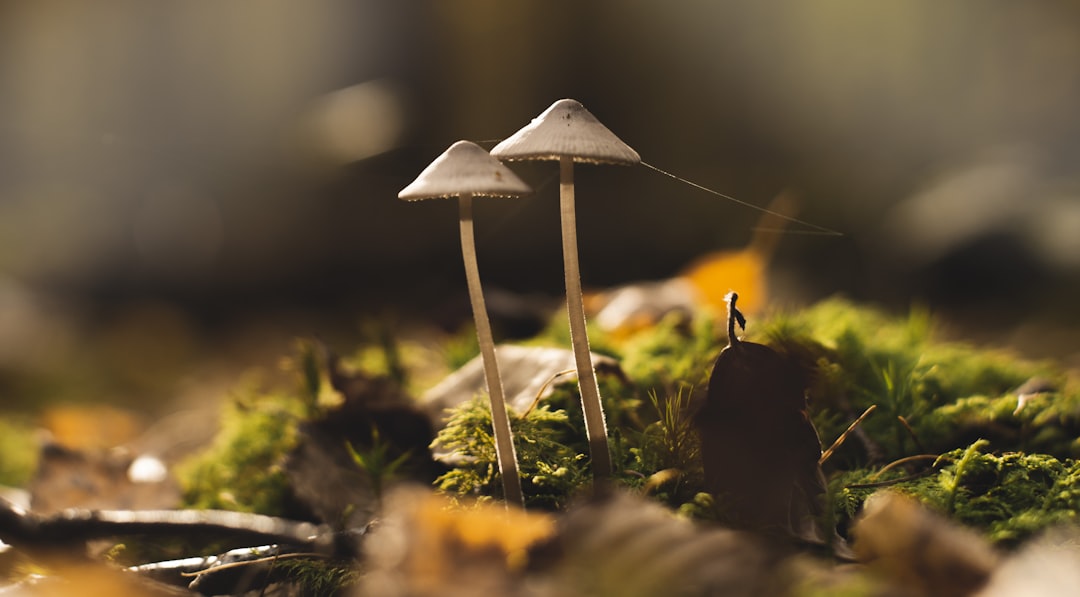 Photo Mushrooms