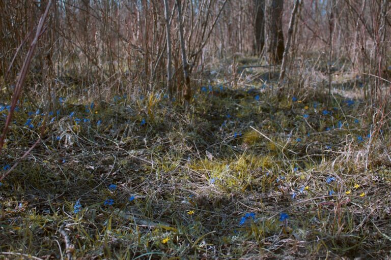 Photo Forest meditation