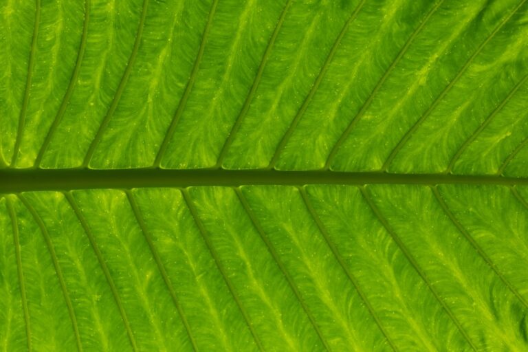 Photo Green assertiveness