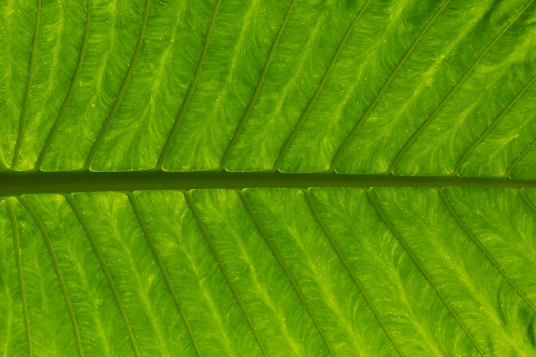 Photo Green assertiveness