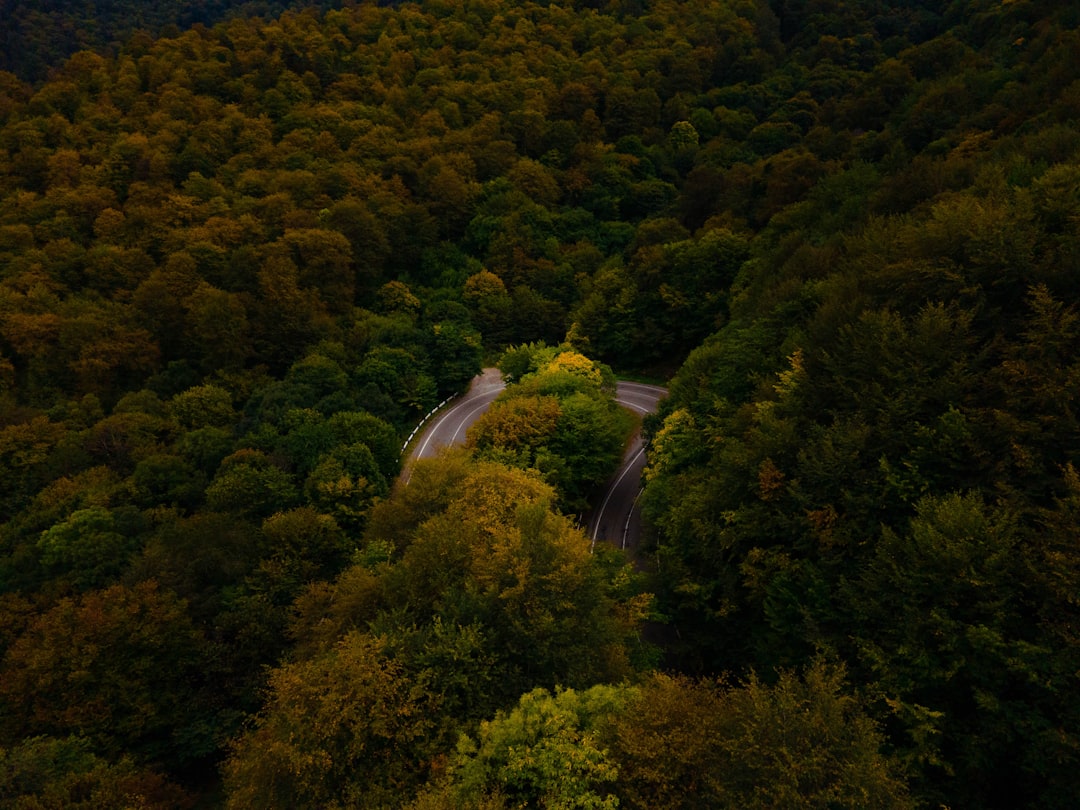 Photo Green forest