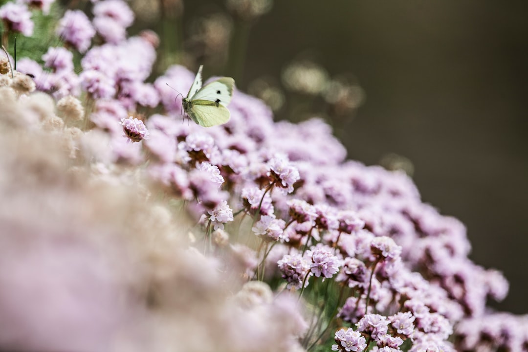 Photo Meditation garden